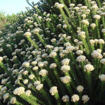 Metalasia muricata Seeds - White Bristle Bush - Indigenous Endemic Flowering Shrub