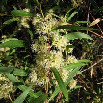 10 Metrosideros angustifolia Seeds - Cape-gum - Indigenous South African Endemic Shrub or Small Tree