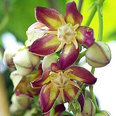 Mondia whitei Seeds - Tonic Root - Indigenous South African Climber Vine - Medicinal - Global Ship