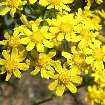 Othonna parviflora Seeds - Bobbejaankool - Indigenous Shrub