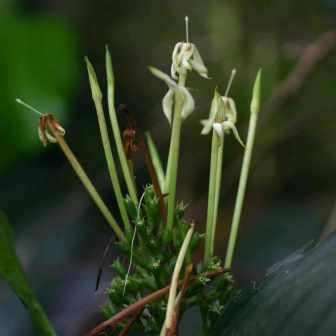 5 Oxyanthus speciosus Seeds - Wild Loquat - South African Indigenous Shrub or Tree - Global Shipping
