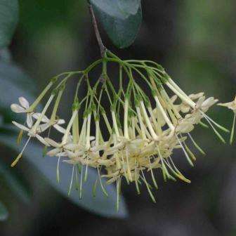 10 Pavetta gardeniifolia Seeds - Edible Fruit - Indigenous Shrub or Small Tree