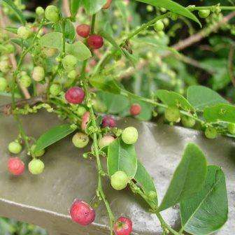 Phyllanthus reticulatus Seeds - Roast Potato Plant - Indigenous Shrub or Small Tree