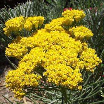 Phymaspermum acerosum Seeds - Geelblombos - Indigenous Shrub Seeds From Africa