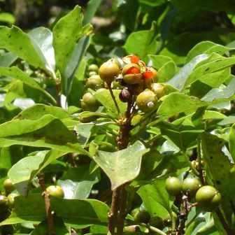 5 Pittosporum viridiflorum Seeds - Cheesewood - Indigenous Tree or Shrub - Combined Global Shipping