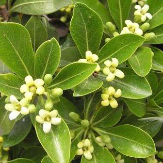 5 Pittosporum viridiflorum Seeds - Cheesewood - Indigenous Tree or Shrub - Combined Global Shipping