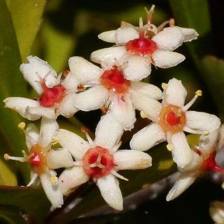 Putterlickia pyracantha Seeds - Beautiful Indigenous South African Endemic Shrub or Small Tree