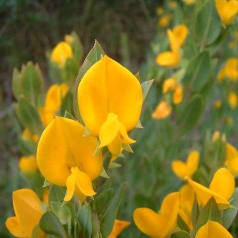 10 Rafnia elliptica Seeds - Indigenous South African Endemic Flowering Shrub