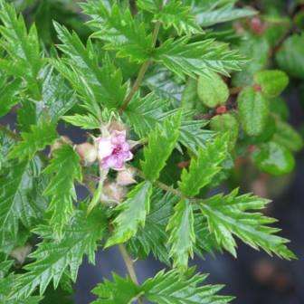 Rubus ludwigii Seeds - Edible Fruit - Silver Bramble - Indigenous South African Shrub