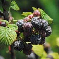 10 Rubus ludwigii Seeds - Edible Fruit - Silver Bramble - Indigenous South African Shrub