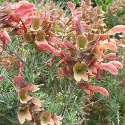Salvia lanceolata Seeds - Rusty Sage - Indigenous South African Flowering Shrub Herb