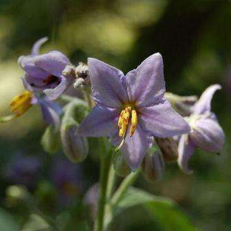 Solanum tomentosum Seeds - Wild Aubergine - Indigenous South African Shrub