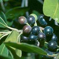 10 Sideroxylon inerme Seeds - Beautiful Indigenous South African Evergreen Tree