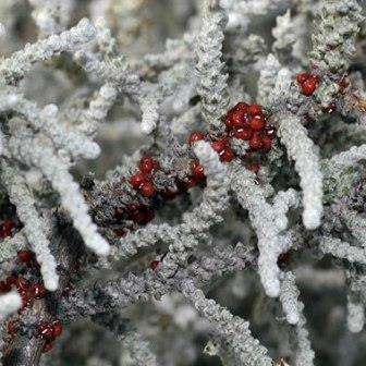 10 Stoebe plumosa Seeds - Khoi-kooigoed - Beautiful Indigenous South African Shrub