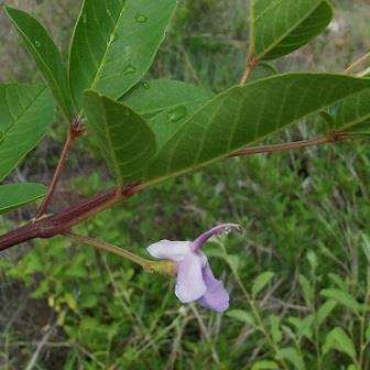 5 Vitex harveyana Seeds - Scrambling Fingerleaf - Indigenous South African Shrub - Edible Fruit