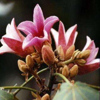 3 Lacebark Tree Seeds - Brachychiton discolor Tree Seeds - Flowering