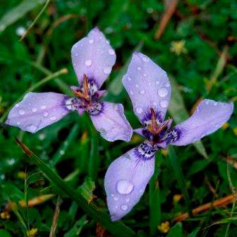 5 Herbertia lahue Seeds - South African Exotic Perennial Flowering Bulb - Combined Shipping