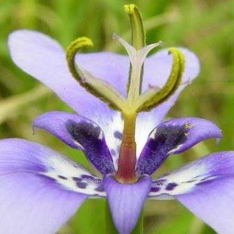 5 Herbertia lahue Seeds - South African Exotic Perennial Flowering Bulb - Combined Shipping