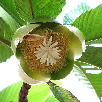 5 Elephant Apple Seeds - Dillenia speciosa Seeds - Edible Fruit Tree Seeds