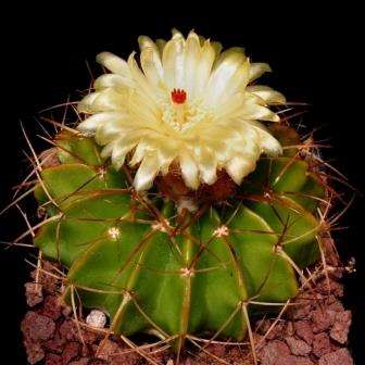 Notocactus macracanthus Seeds - Succulent Cactus + FREE Seeds