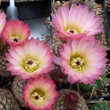 Notocactus rutilans Seeds - Succulent Cactus + FREE Seeds