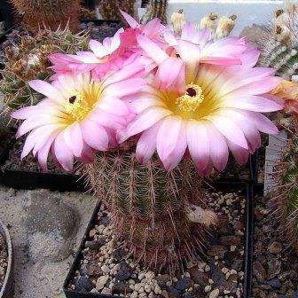 10 Notocactus rutilans Seeds - Succulent Cactus + FREE Seeds