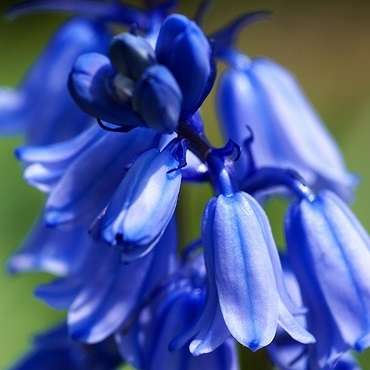 6 Scilla hispanica Seeds - Spanish Bluebell - Hyacinthoides hispanica - Exotic Bulb
