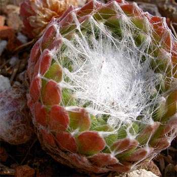 5 Sempervivum arachnoideum Seeds - Hen & Chicks House Leeks - Exotic Succulent Plant Seeds