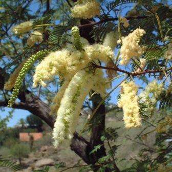 5 Acacia hereroensis Seeds - Arid Hook-thorn, Mountain Thorn - Beautiful Hardy Indigenous Tree
