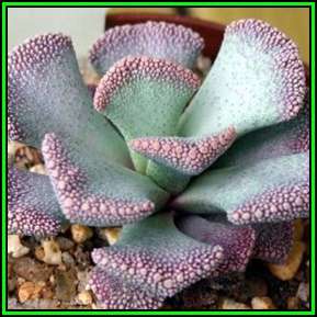 Aloinopsis malherbei - 10 Seed Pack Indigenous Succulent Mesemb - Worldwide Shipping, NEW