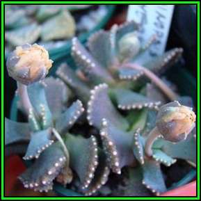 Aloinopsis malherbei Seeds - Indigenous Succulent Mesemb - Worldwide Shipping, NEW