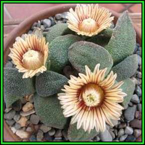 Aloinopsis rubrolineata - 10 Seed Pack Indigenous Succulent Mesemb - Worldwide Shipping, NEW