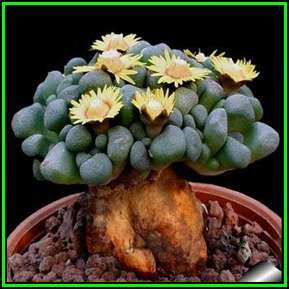 Aloinopsis schooneesii - 10 Seed Pack Indigenous Succulent Mesemb - Worldwide Shipping, NEW