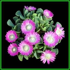 Aloinopsis spathulata Seeds - Indigenous Succulent Mesemb - Worldwide Shipping, NEW