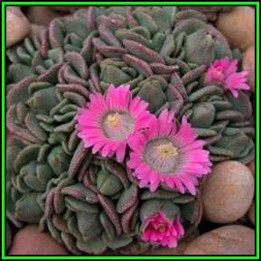 Aloinopsis spathulata - 10 Seed Pack - Indigenous Succulent Mesemb - Worldwide Shipping, NEW