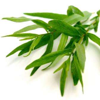 French Tarragon or Dragon's-wort Seeds ~ Artemisia dracunculus Seeds ~ Herbs