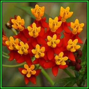 Asclepias curassavica Seeds - Evergreen Perennial Flowering Butterfly Shrub - New