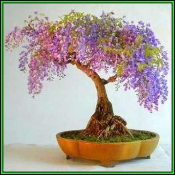 Bolusanthus speciosus - Tree Wisteria -10 Seed Pack- Indigenous +FREE Bonsai EBook + FREE Seeds, New