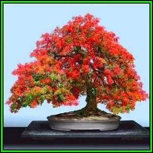Delonix regia Bonsai Seeds - 10 Seed Pack + 20 Ficus benjamina Seeds - Royal poinciana, Flame Tree