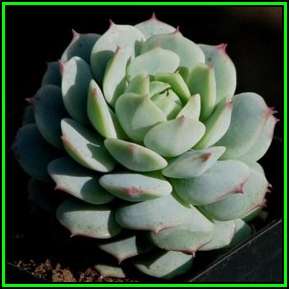Echeveria derenbergii Seeds - Exotic Succulent - Verified Seller - Insured Combined Shipping - NEW