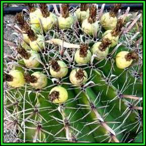 Ferocactus herrerae Seeds - Exotic Succulent Cactus -Combined Shipping NEW