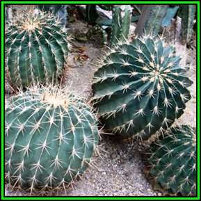Ferocactus histrix - 100 Seed Pack - Electrode Cactus - Exotic Succulent - Bulk - NEW