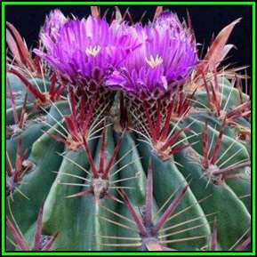 Ferocactus latispinus - 20 Seed Pack- Exotic Succulent Cactus -Verified Seller Insured Shipping- NEW