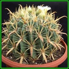 Ferocactus latispinus var. flavispinus Seeds - Exotic Succulent Cactus -Combined Shipping NEW