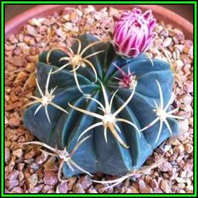 Ferocactus macrodiscus -20 Seed Pack- Exotic Succulent Cactus -Combined Shipping NEW