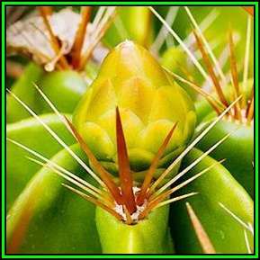 Ferocactus robustus -20 Seed Pack- Exotic Succulent Cactus -Combined Shipping NEW