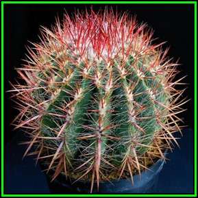 Ferocactus stainessii var. pilosus - 100 Bulk Seed Pack - Exotic Succulent Cactus - NEW