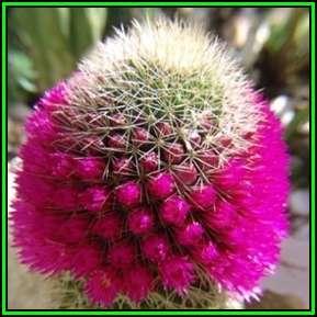 Mammillaria backebergiana Seeds - Verified Seller - Exotic Succulent Cactus - NEW