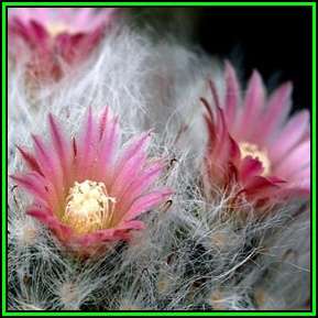 Mammillaria bocasana Seeds - Verified Seller - Exotic Succulent Cactus - NEW