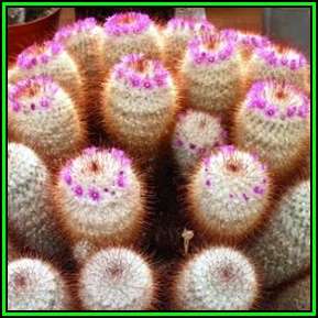 Mammillaria celsiana - 20 Seed Pack - Verified Seller - Exotic Succulent Cactus - NEW